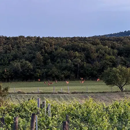 Overlooking Balaton - Tora Nezo Haziko Orvenyes