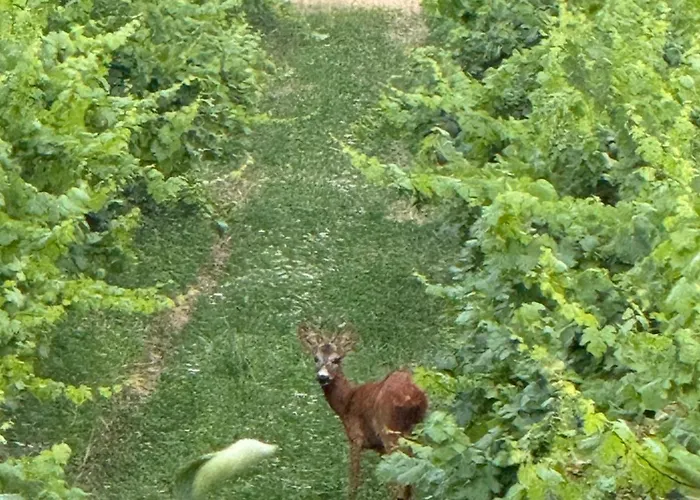 Overlooking Balaton - Tora Nezo Haziko בית נופש אורבייניאש
