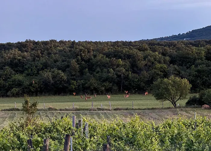 Overlooking Balaton - Tora Nezo Haziko Orvenyes