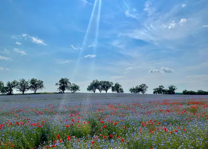 Overlooking Balaton - Tora Nezo Haziko *